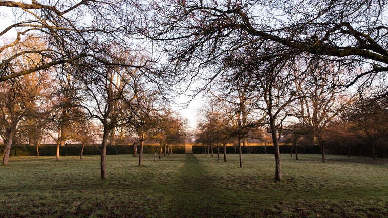A view of wintry trees in the garden at Hardwick looking towards the low winter sun